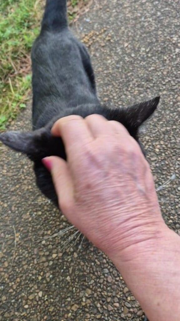 撫でられている黒い猫