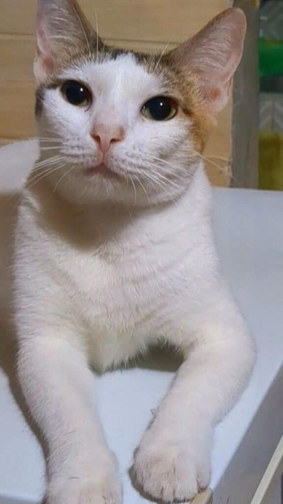 白と茶色の猫がこちらを見ている