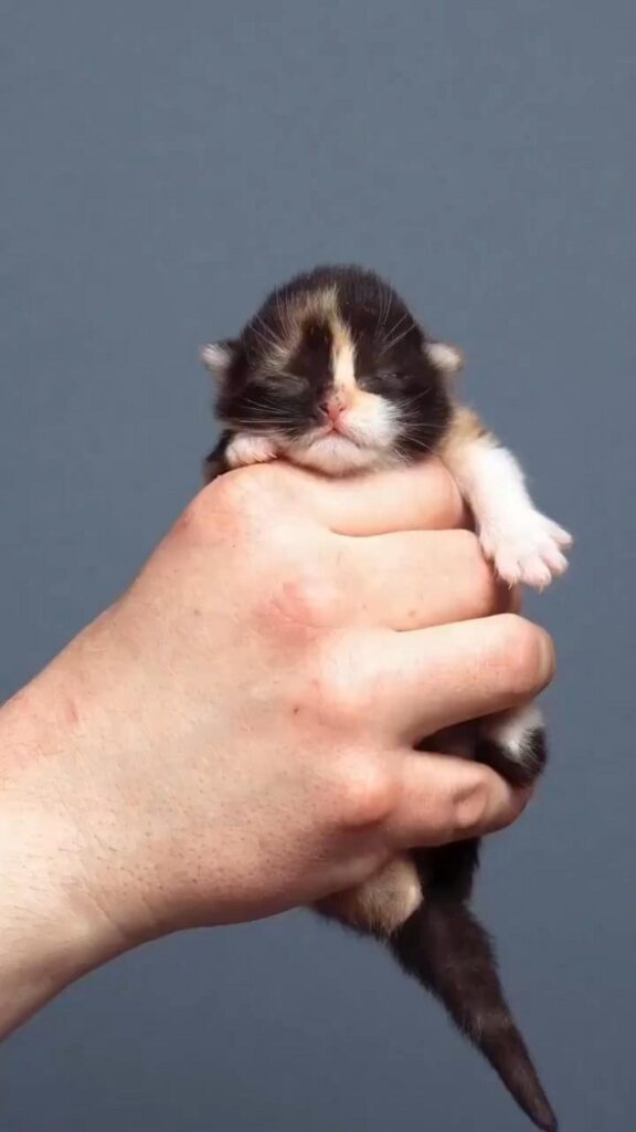 三毛の子猫が手の中で目を閉じている
