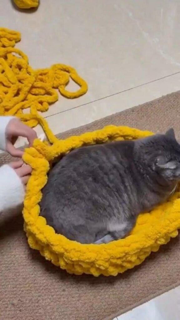 編み物の中で丸まって眠る灰色の猫