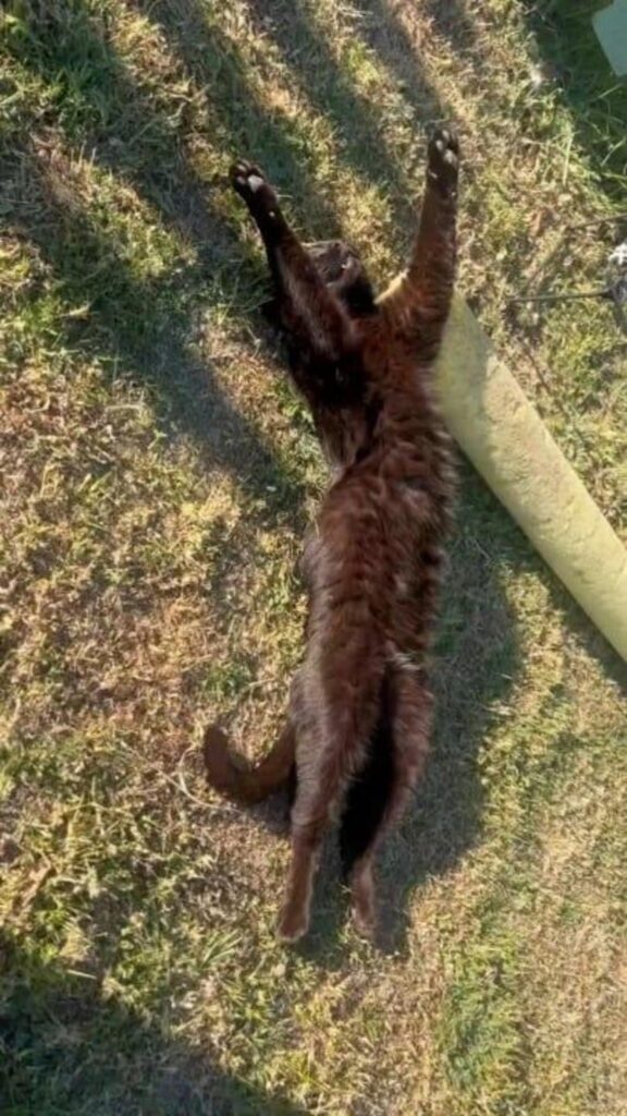 仰向けで大きく伸びている黒猫