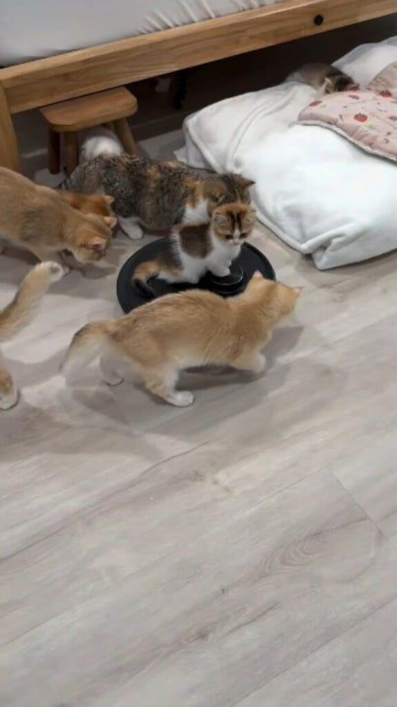 掃除機に集まる茶色や三毛の猫たち