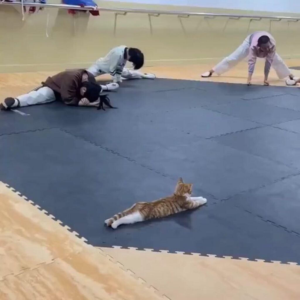 茶白猫と人が一緒に股割りしている