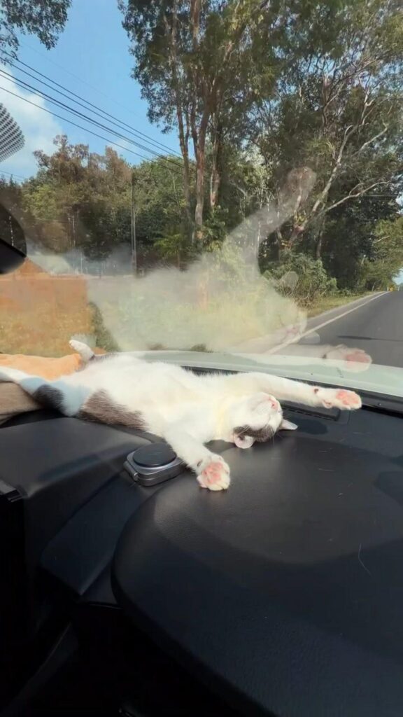 白黒の猫がダッシュボードで仰向けに寝る