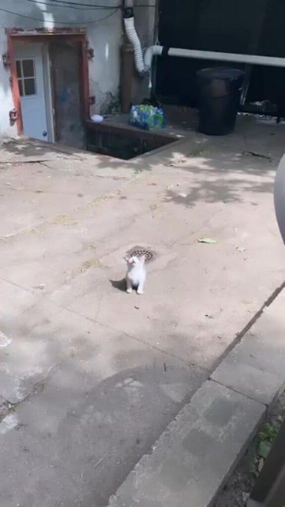 白い子猫が座って見上げている