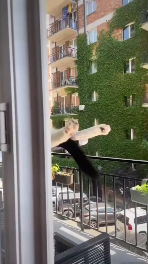 ベランダから足を投げ出す白黒の猫
