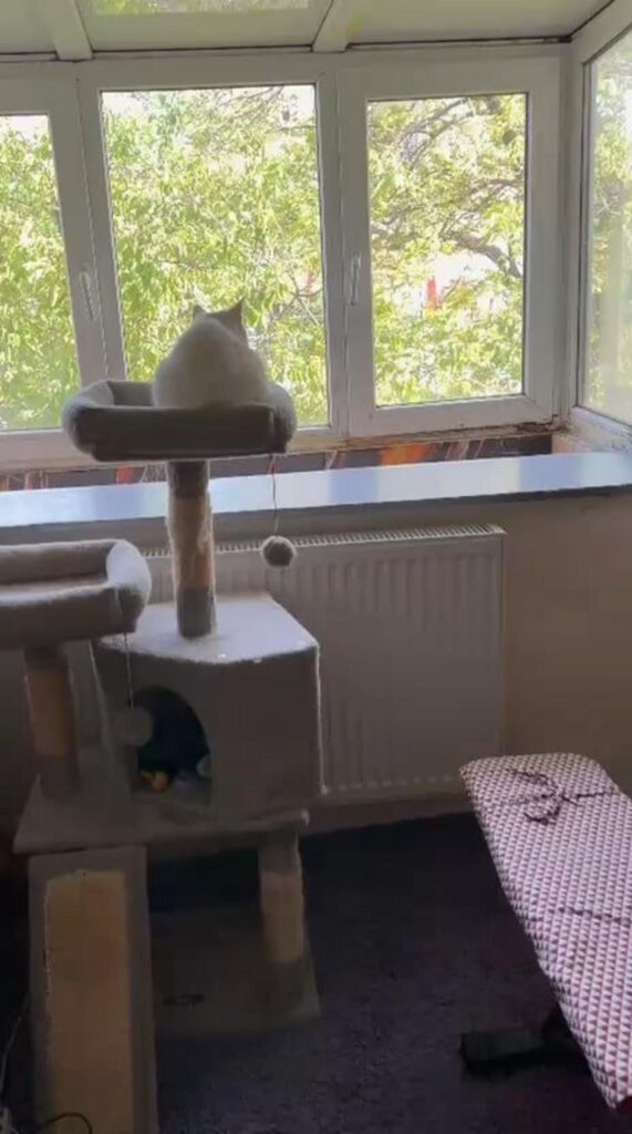 キャットタワーで外を眺める白い猫