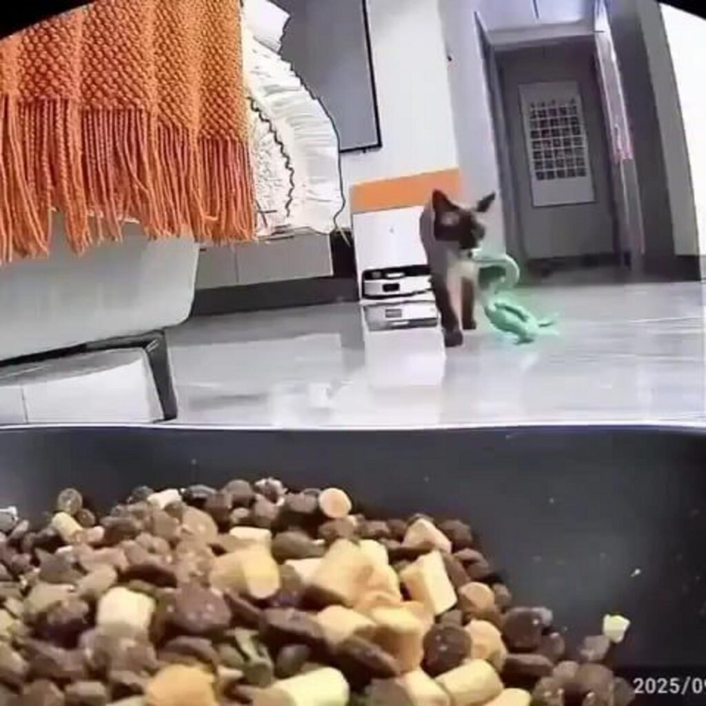 緑の物をくわえて歩く黒い猫