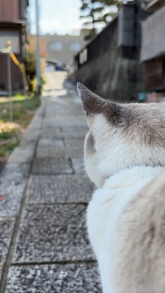 白と灰色の猫が道の先を見つめている