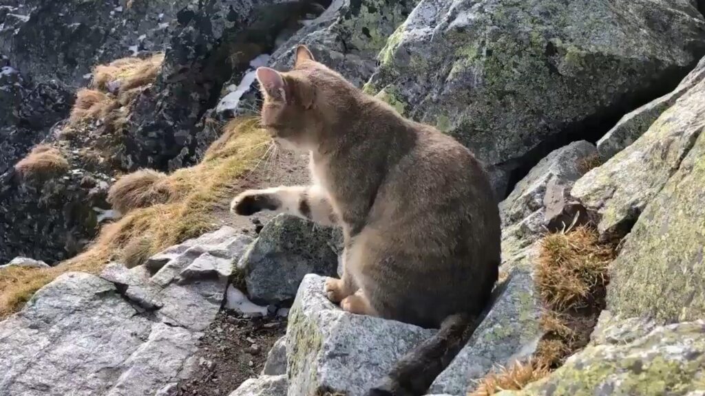 岩の上で前足を上げる茶色の猫