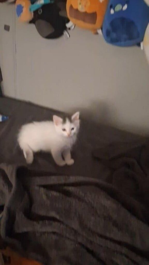 毛布の上で立っている白い子猫