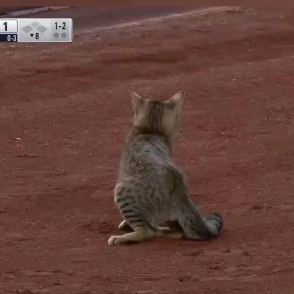 キジトラ猫が地面に座り込んでいる
