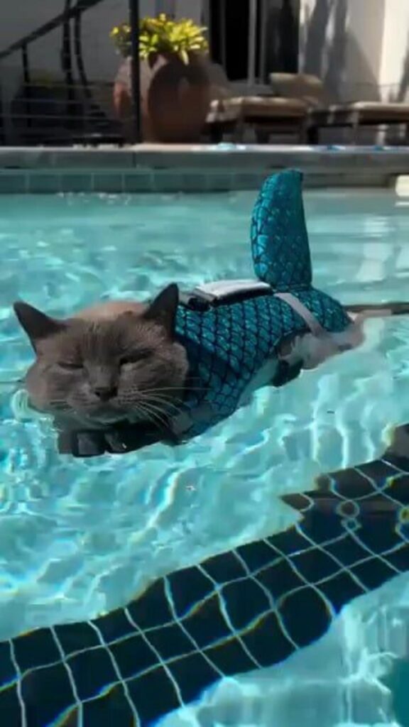 サメのベストを着てプールに浮く灰色の猫