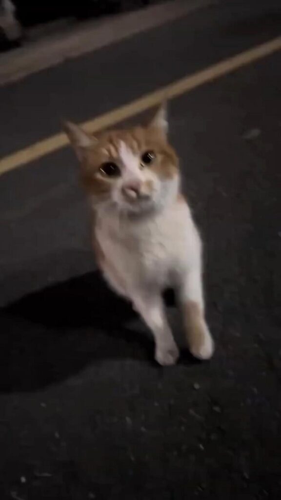 路上でこちらを見つめる茶白の猫
