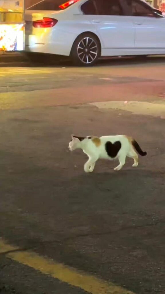 ハート模様の三毛猫が道路を歩いている