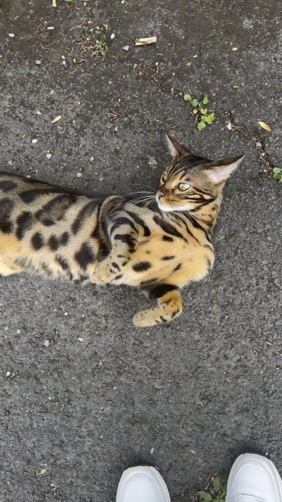 地面に寝そべるヒョウ柄のベンガル猫