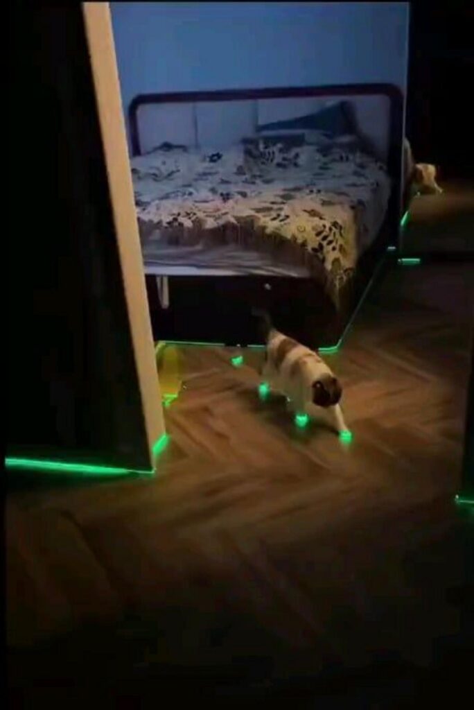 足を緑に光らせて歩く三毛猫