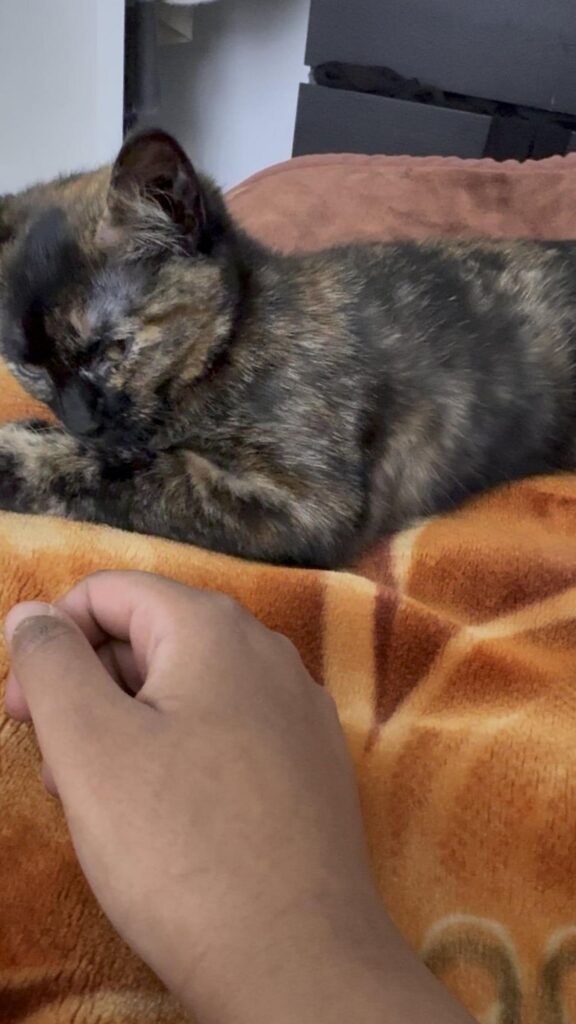黒と茶色のサビ猫が毛づくろいをしている