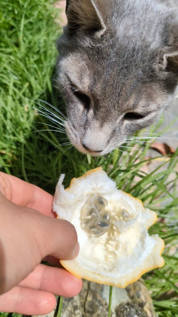 灰色の猫が果物の匂いを嗅いでいる