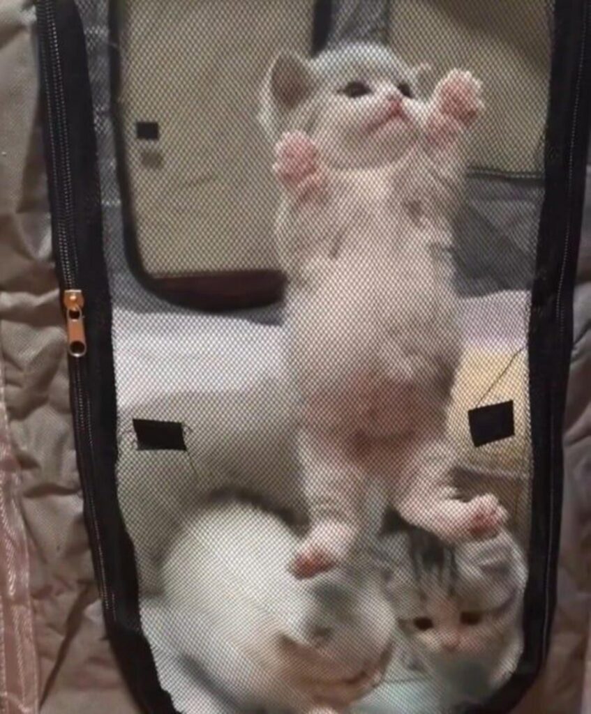 網に掴まり立ちする白い子猫