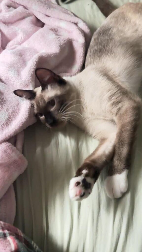 寝そべって前足を伸ばすシャム系の猫
