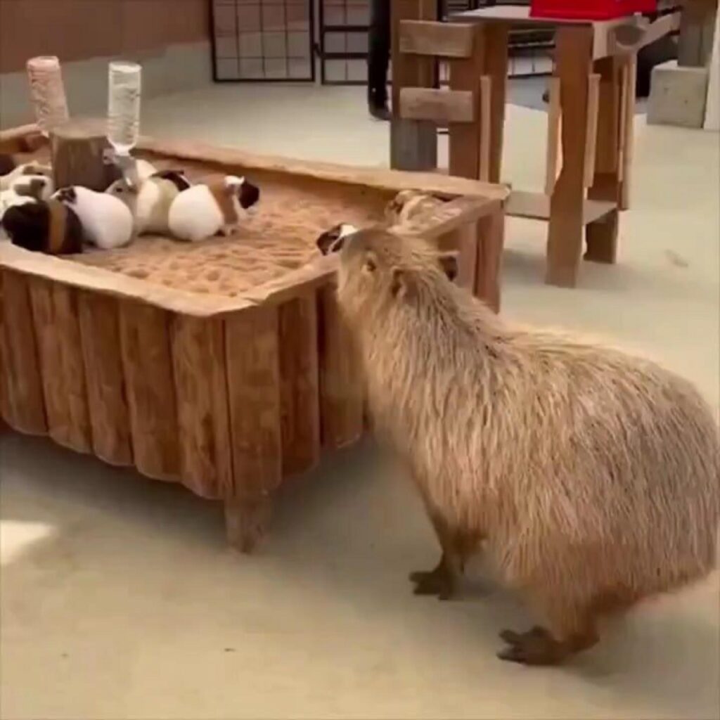 茶色のカピバラがモルモットを見ている