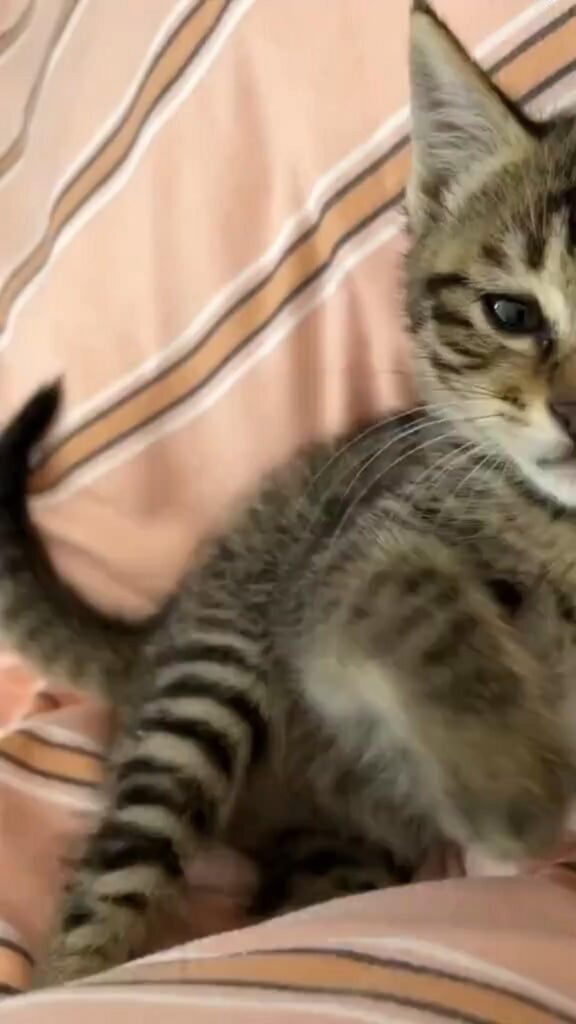 横たわってこちらを見るキジトラの子猫
