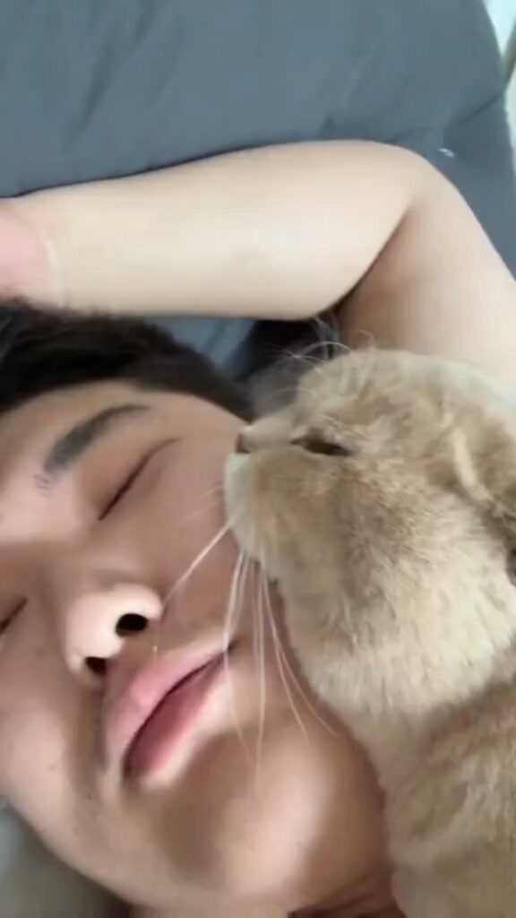 寝ている人に顔を寄せる薄茶色の猫