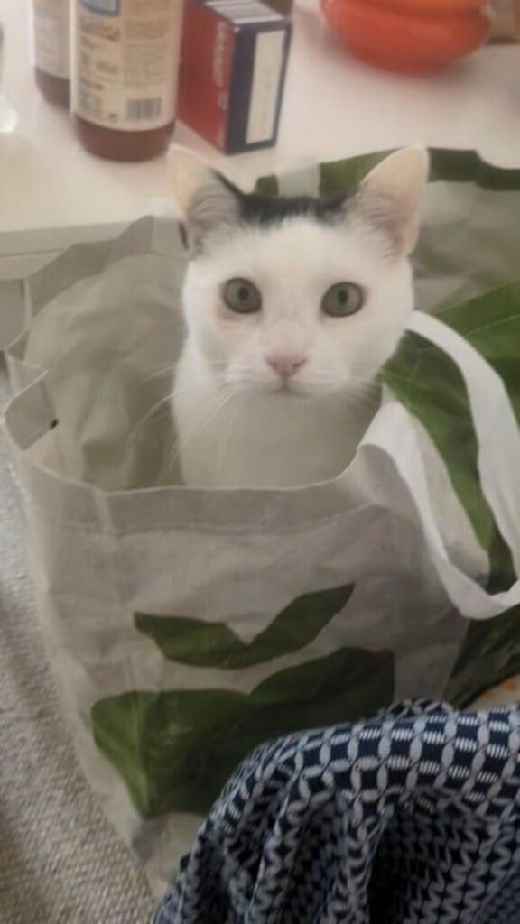 袋に入ってこちらを見る白黒の猫