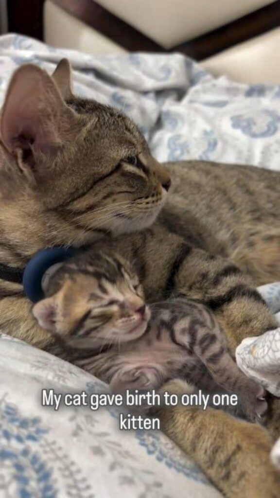 眠っているキジトラ模様の親子猫