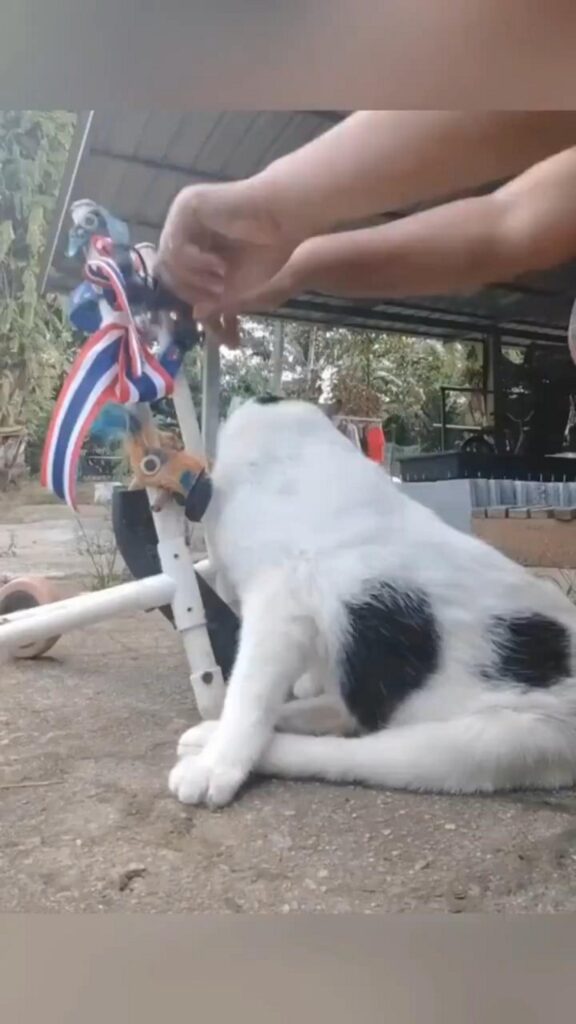 白黒の猫が歩行器に座っている