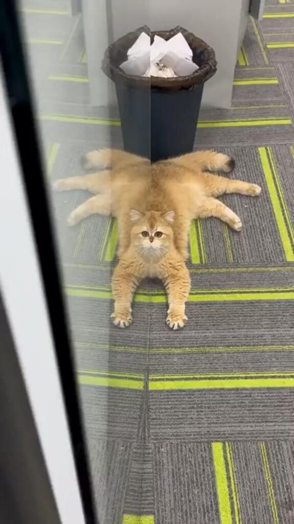 鏡に映って足が増えた茶色の猫が伏せている