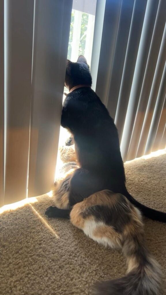 黒と三毛の猫が重なって外を覗いている