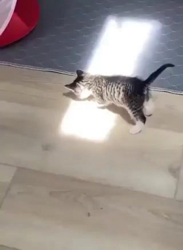 日向を歩く白とグレーの縞模様の子猫