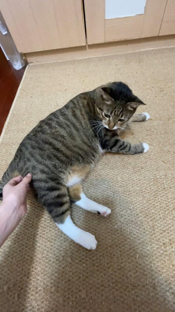キジ白の猫が横たわり手に触られている