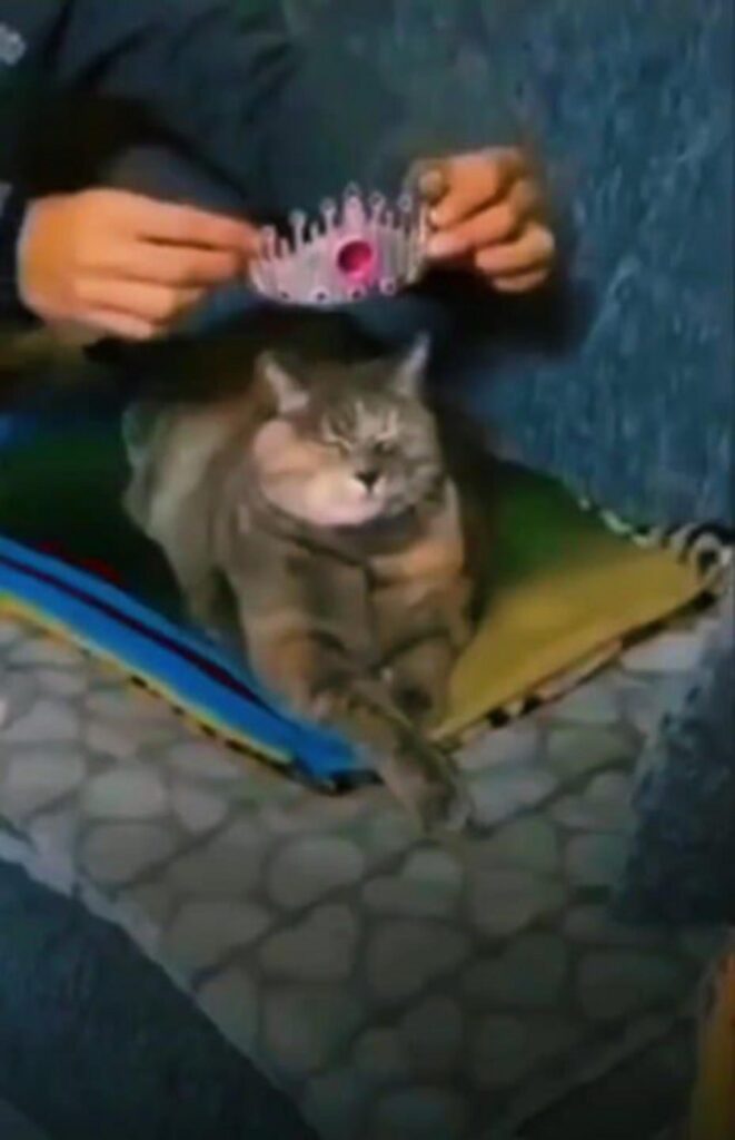 ティアラを載せられる茶色の猫