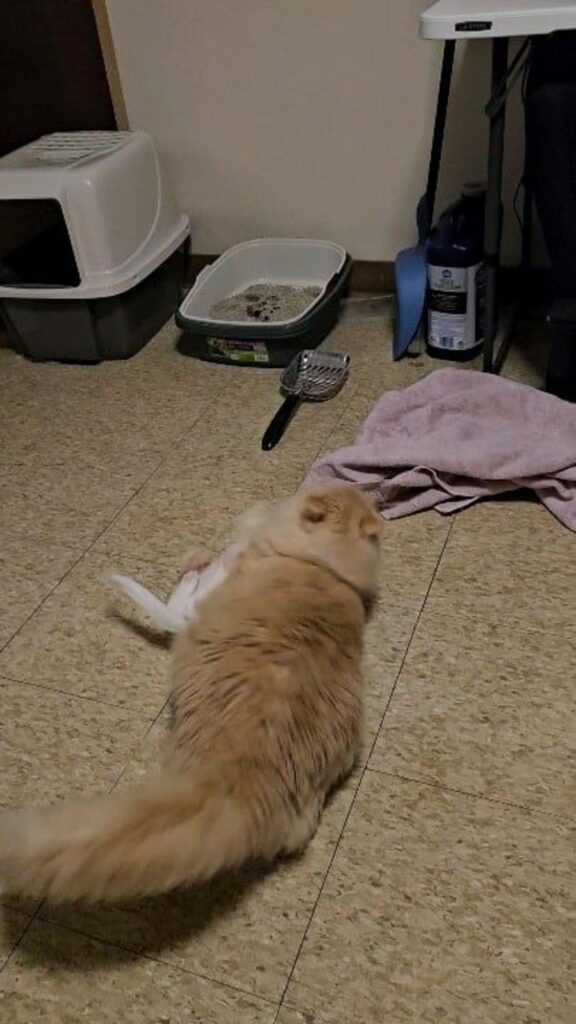 薄茶色の長毛猫が床で寝転んでいる