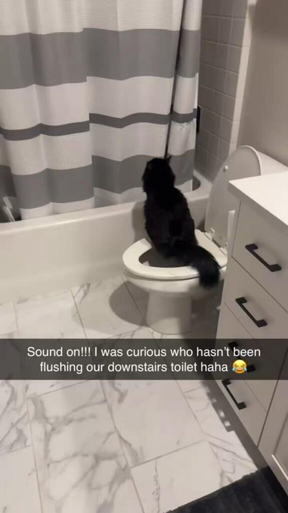 トイレを使っている黒猫