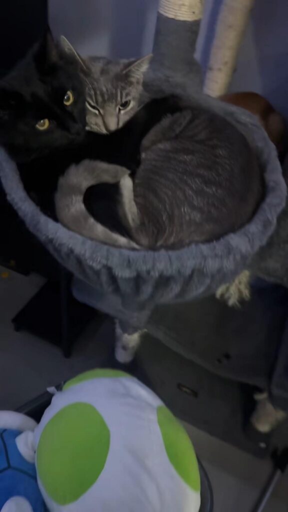 籠の中で寄り添う黒猫と灰色の猫
