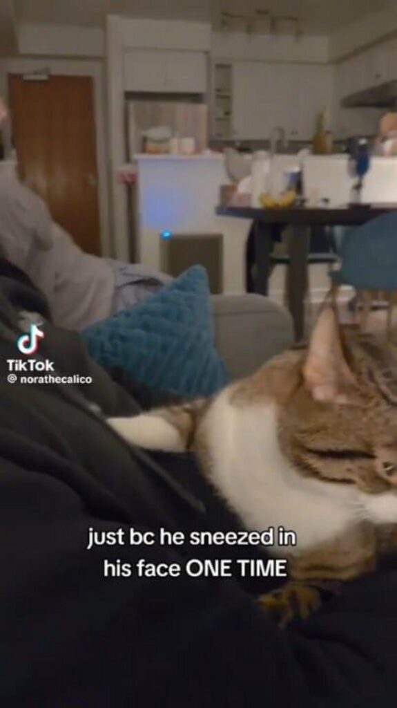 茶白の猫が人の膝の上で寝ている