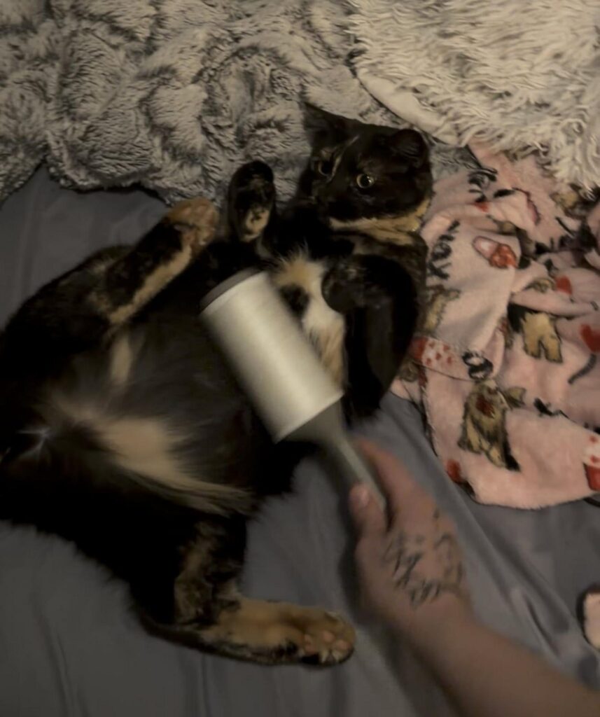 仰向けで粘着ローラーをかけられる三毛猫