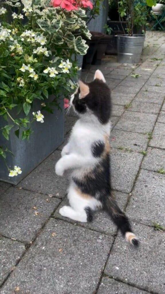 二本足で立ち花を見る三毛の子猫