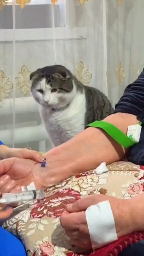 注射を見守る白と灰色の猫