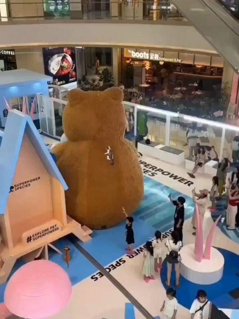 巨大な熊を登る白黒茶色の猫