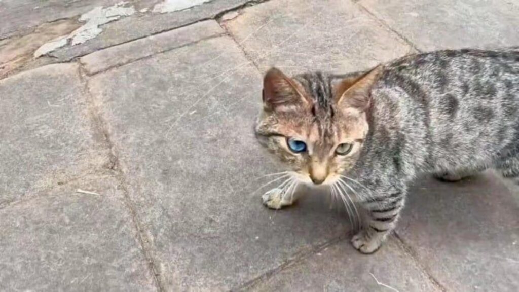 オッドアイの灰色の縞模様の猫が立ち止まる
