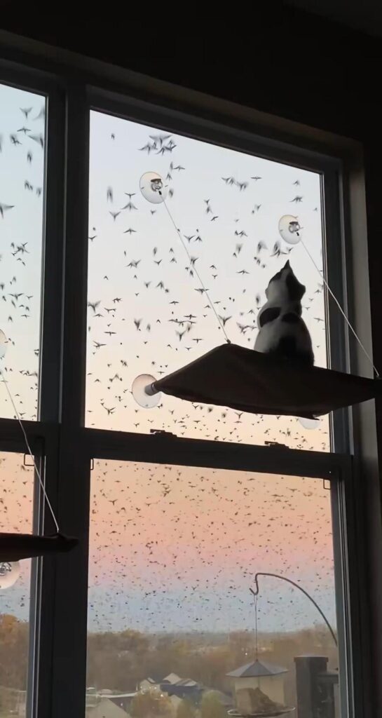 白黒猫が空を飛ぶ大量の鳥を眺めている