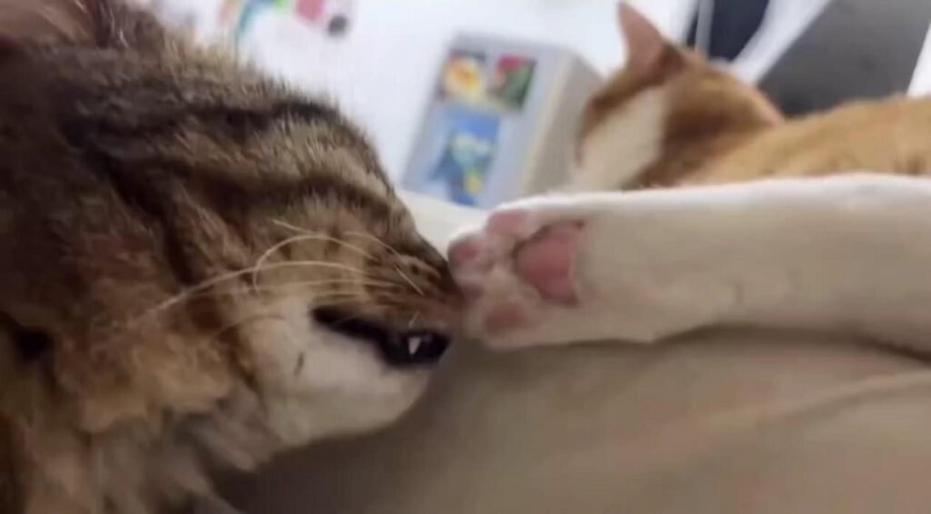 キジトラ猫が茶トラ猫の足を噛む