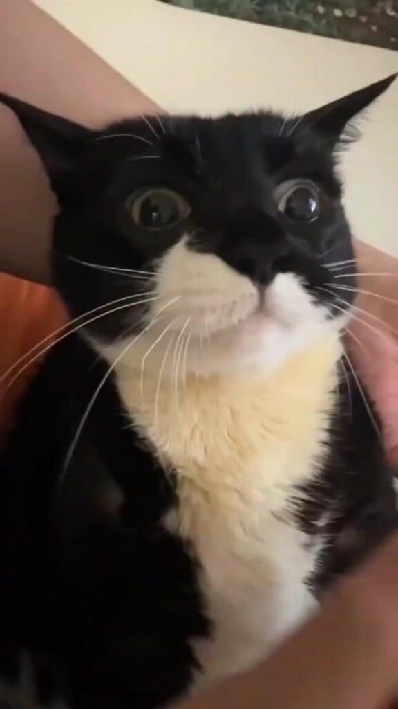 驚いた表情で抱かれている白黒の猫