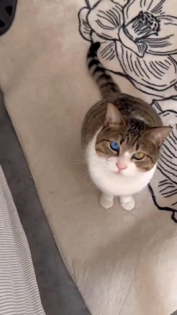 座って見上げるオッドアイのキジ白の猫
