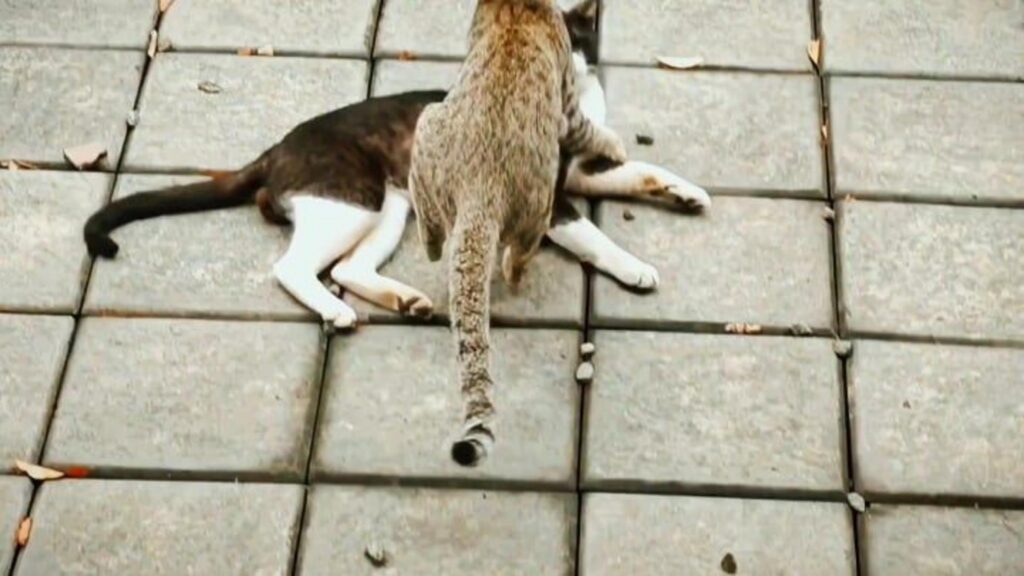 茶色と白黒の猫がじゃれ合っている